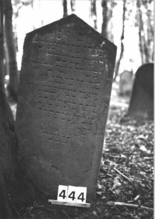 Grabstein 444 (Index: 99898214) Material: Sandstein Zustand: angewittert Maße HxBxT: 106x52x12 cm Beschreibung: Stele mit Dreiecksabschluss, Stein steht schräg und sehr nache an einem Baum: Grabstein 444
