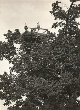 Weisser Storch (Ciconia ciconia L.). Jungstörche im Kunstnest