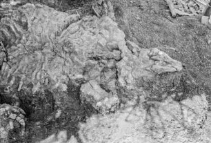 Dinosaurierknochen : Blick auf eine Ausgrabungsstätte von Dinosaurierknochen