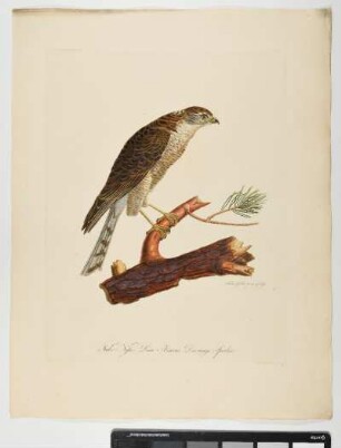 Falco Nisus. Linn. Annuus. Der iunge Sperber. - Sperber. Accipiter nisus; annuus. - Zeichner und Stecher: Ambrosius Gabler