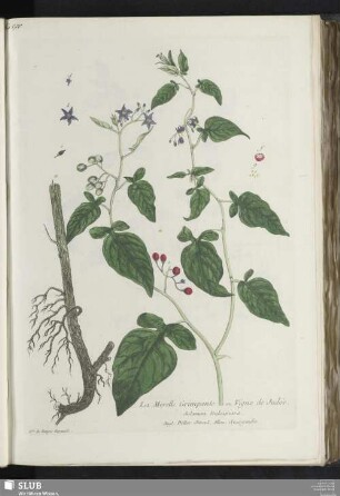 La Morelle Grimpante ou Vigne de Judée