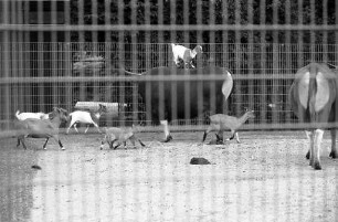 Ziegen im Karlsruher Zoo