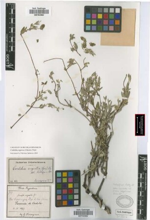 Janusia argentea (Griseb.) Griseb.