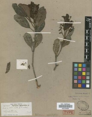 Meliosma oppositifolia Griseb.[type]