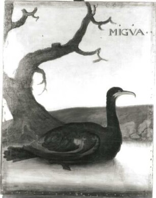 MIGVA brasil. Komoran, Scharbe (Phalacrocorax, Craculus brasilianus) : MIGVA brasil. Komoran, Scharbe (Phalacrocorax, Craculus brasilianus). Öl auf Leinwand (1655/1663; A. Eckhout). Radebeul, Hoflößnitz, Berg- und Lusthaus, Festsaal (nach der Restaurierung)