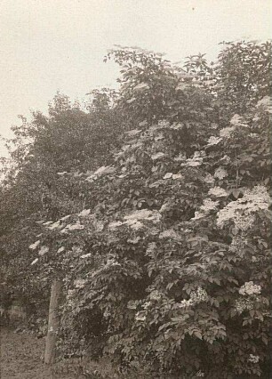 Europa. Schwarzer Holunder (Sambucus nigra)