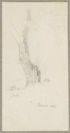 Baum bei Eberbach