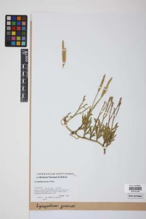 Lycopodium jussiaei Desv. ex Poir.