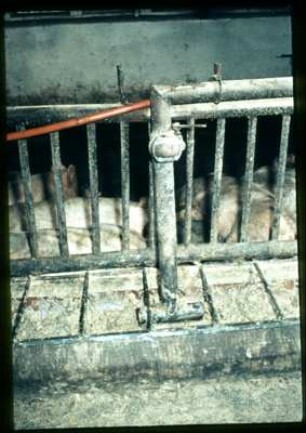 Umgebauter Maststall für ca. 400 Schweine