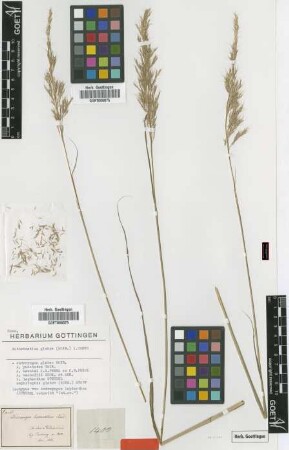 Andropogon leptanthus Steud. [isotype]