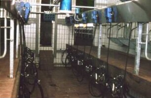 Fotografie: Melktechnik, Melkstand, Fischgrätenmelkstand