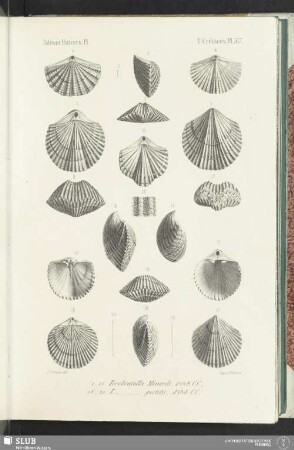 Pl. 517