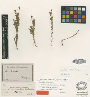 Calceolaria teucrioides Griseb. var. pumila Griseb.