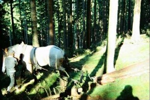 Herr Augner mit Rückepferd beim Schleifen von Baumstämmen