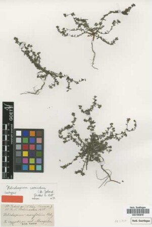 Heliotropium marifolium Retz. [type]