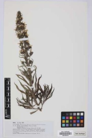 Echium onosmifolium onosmifolium Webb & Berth.