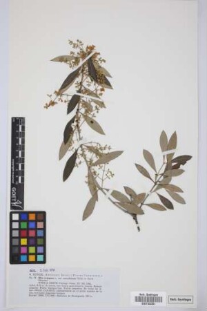 Olea europaea L. var. cerasiformis Webb et Berth.