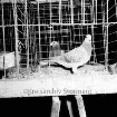 Brieftauben-Reisevereinigung Stormarn im Verband Deutscher Brieftaubenliebhaber e.V.: Oldesloer Hof: Ausstellung: ausgestellte Taube