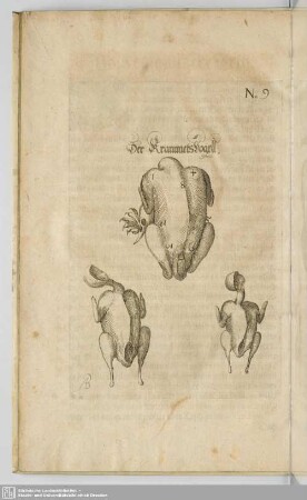 Das dreyzehende Capitel. Wie du Krammerßvögel/ Ziemer/ Wachteln vnd andere kleine Vögel auff der Gabel zerlegen solst.