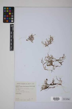 Selaginella sulcata (Desv.) Spring ex Mart.