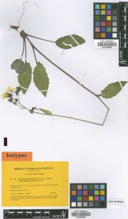 Hieracium grovesianum Arv.-Touv. ex Belli subsp. nigrotectorium Gottschl.[isotype]