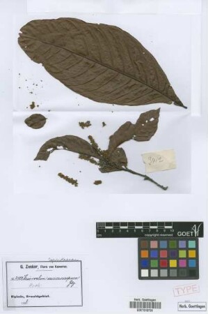 Eriocoelum macrocarpum Gilg ex Radlk. [syntype]
