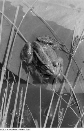 Frosch in einem Tümpel