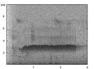 Kleiber | Sitta europaea - Gesang