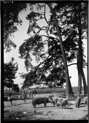 Neureut Schweineweide
