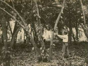 Ernte von Kakaofrüchten, Tiefland von Ecuador