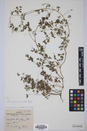 Fumaria muralis muralis Koch