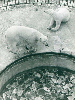 Zoo Berlin: Eisbären