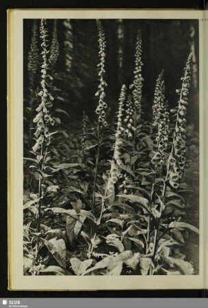 75 Roter Fingerhut (digitalis purpurea)