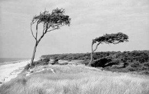 Darß, Windflüchter am Weststrand
