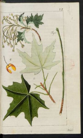 Taf. VI. Fig. 1. - 4.