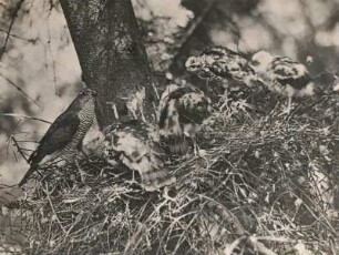 Sperber (Accipiter nisus). Weibchen auf dem Horst fütternd, Junge fast flügge
