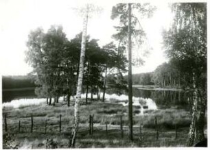 Moritzburger Teichgebiet, Mittelteich, Verlandungsprozeß