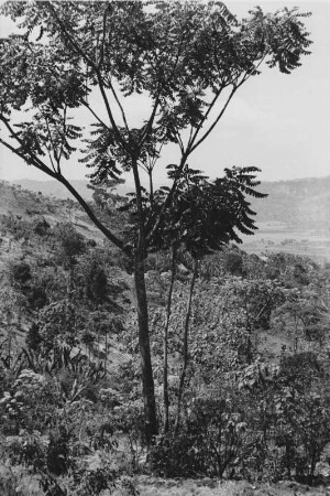 Kaffee-Hügel (Äthiopienreise 1937/1938 - 3. Fahrt: von Addis Abeba nach Mogadischu und zurück)