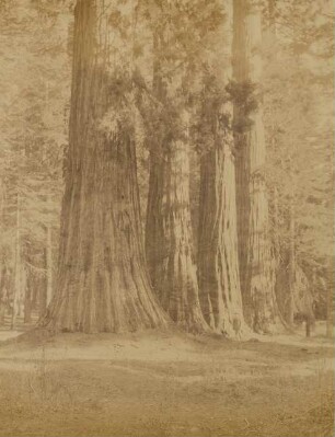 Yosemite Valley: Mariposa Grove - Big Trees: "The Sentinels" : Sequoia Gigantea