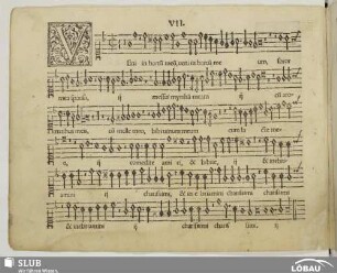 VII. Veni in hortum meum