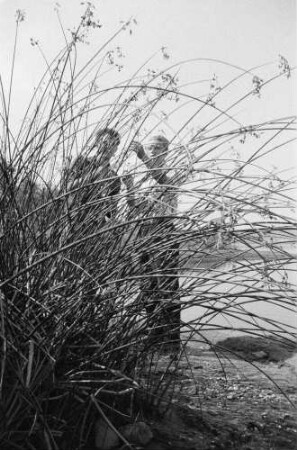 Ufergras. Vielleicht Strandhafer