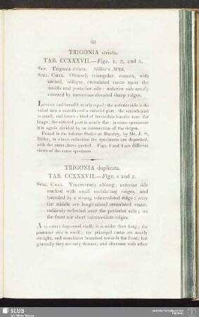 Trigonia striata. Tab. CCXXXVII. — Figs. 1, 2, and 3