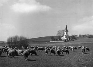 Hörlbach Schäfer, Kirchle : Schafherde. Im Hintergrund Kirche von Hörlbach