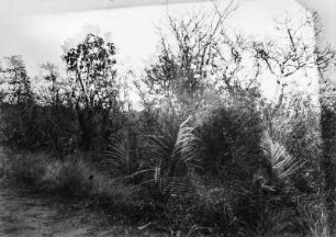 Vegetation : Vegetation in einer brasilianischen Landschaft bei Sorocaba. Das Bild ist unscharf.