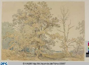 Eichengruppe mit kahlästigem Baum