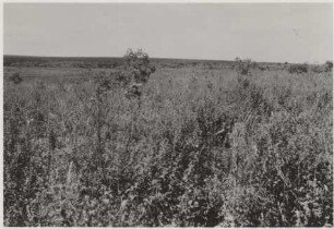 Landschaft 45,43 km westlich von Nioaque : Blick nach Süden