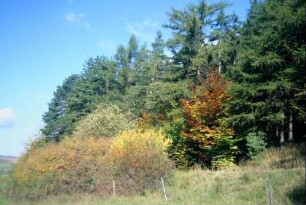 Herbstlicher Waldrand
