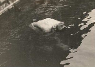 Schwimmen : Schwimmen. Gesicht-Untertauchen. Gewöhnen an den Wasserdruck