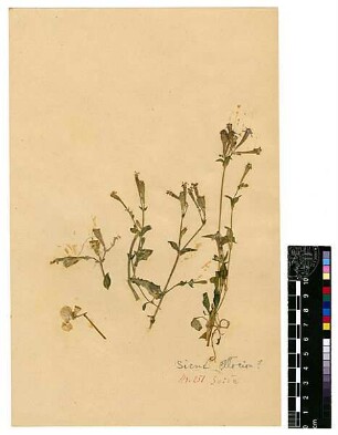 Caryophyllaceae Silene Atocion Murray, Johann Andreas (1740 - 1791) [Es-Saida]