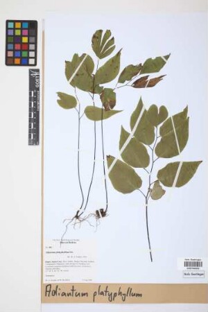 Adiantum platyphyllum